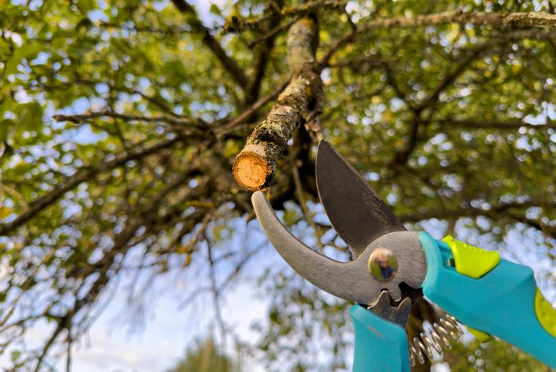 Conseils pratiques pour un entretien de jardin efficace toutes saisons