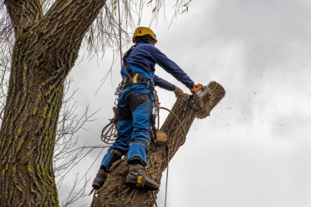 Pourquoi l'élagage régulier des arbres est crucial pour votre propriété