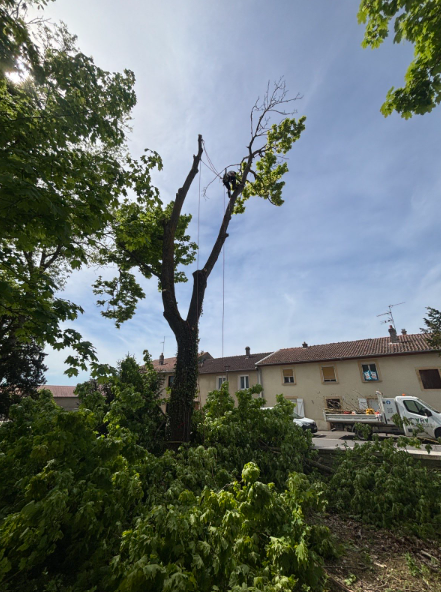 Elagage a risque , démontage d'arbres dangereux , abattage , émondage