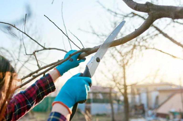 Dans quels cas l'abattage d'arbres est-il nécessaire ?
