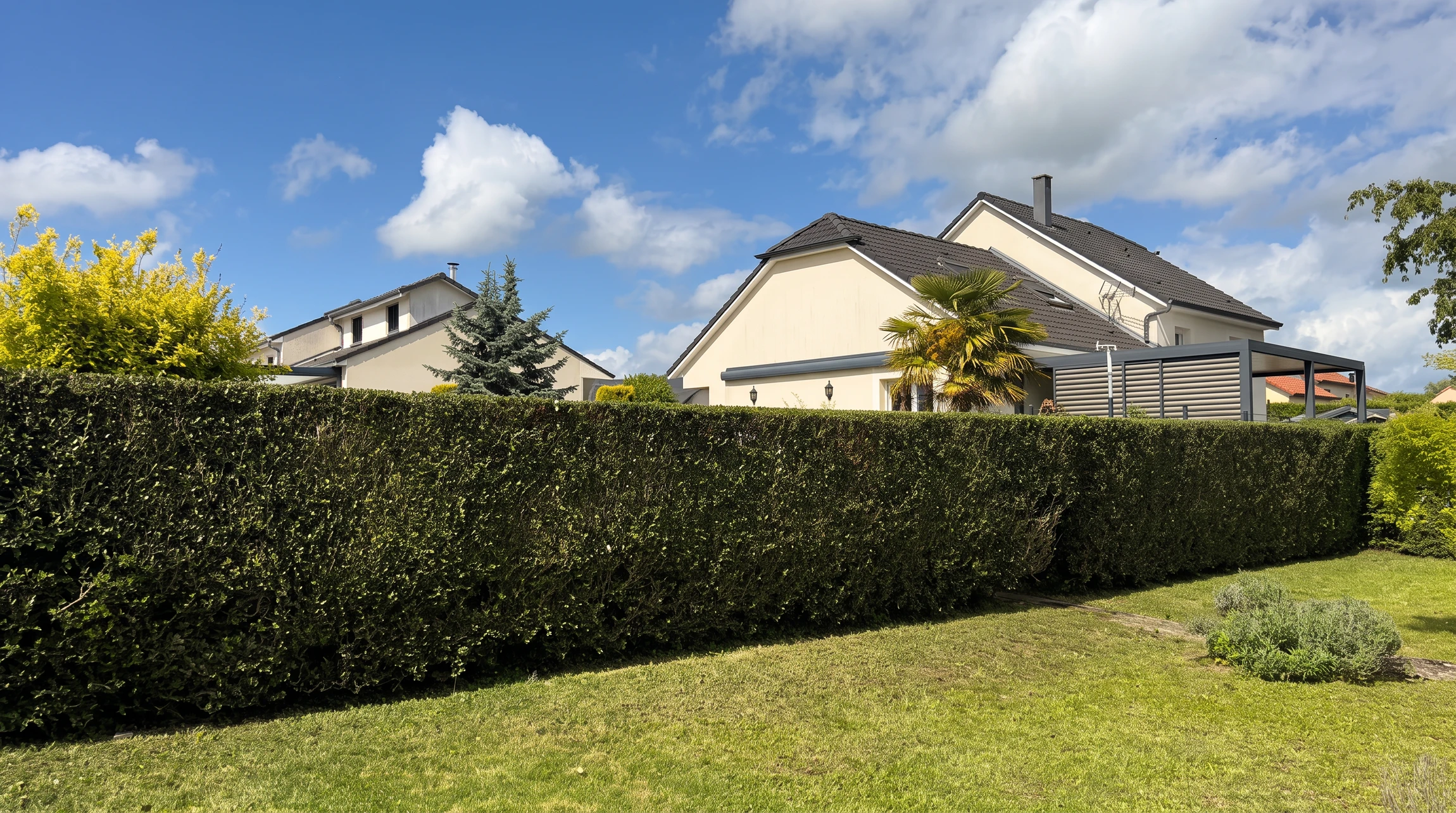 Scène extérieure de jardinage avec personne utilisant un taille-haies électrique sur une haie de buis bien entretenue